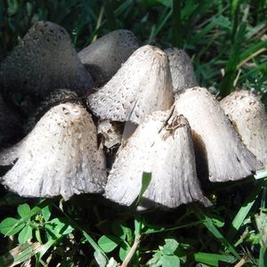 Meet your Posher, Mimi